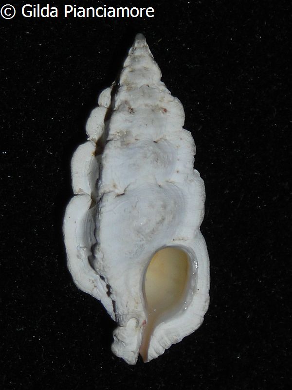 no photo for this shell
